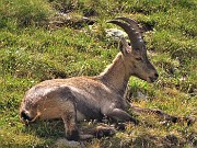 02 Stanbecco in riposo mattutino al Passo di Cigola